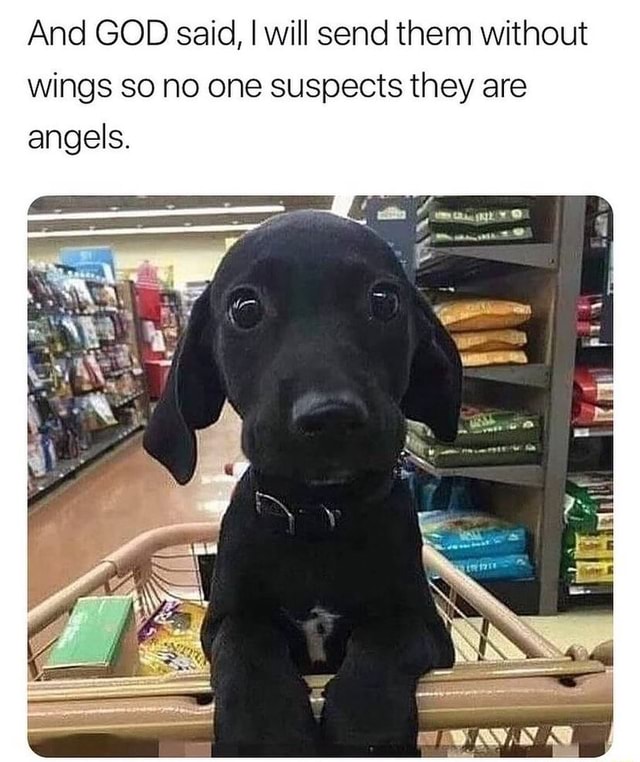 And god said i will send them without wings so no one suspects they