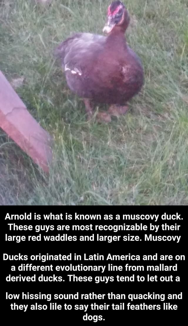 Arnold is what is known as a muscovy duck. These guys are most ...