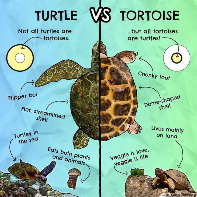 Because ya'll can't tell the difference between a turtle and a tortoise