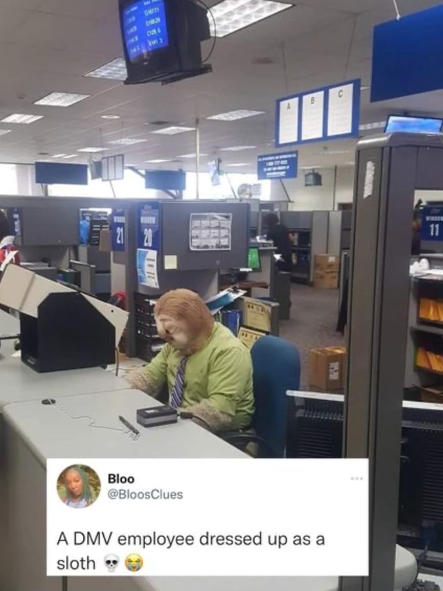 A DMV employee dressed up as a sloth - iFunny