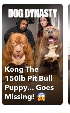 Kong 150 2024 lb pitbull