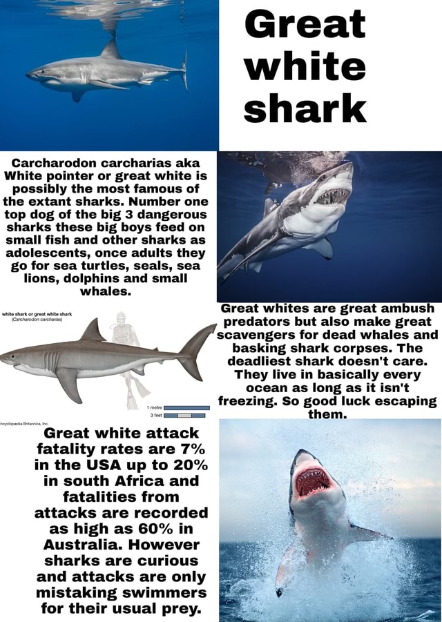 Carcharodon carcharias aka White pointer or great white is possibly the