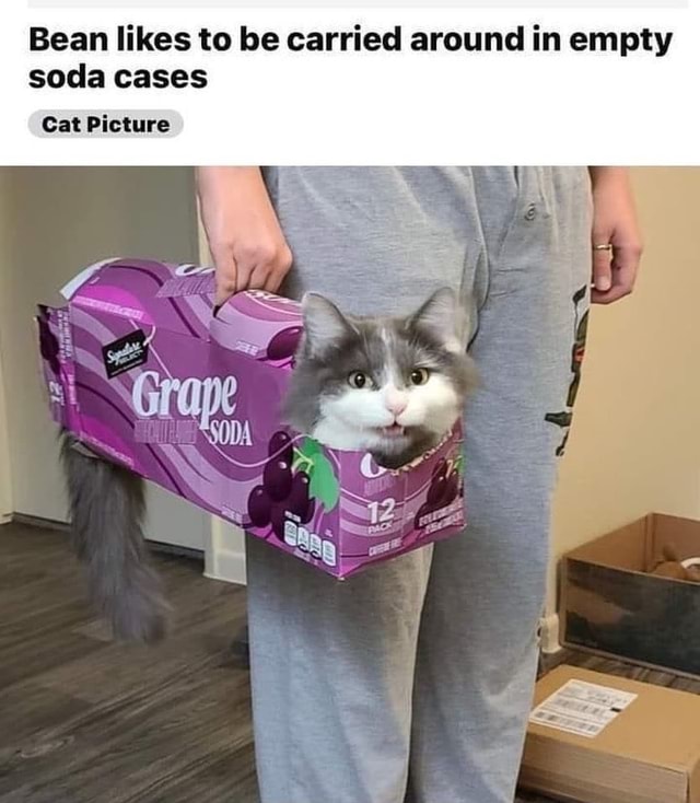 Bean likes to be carried around in empty soda cases Cat Picture SS