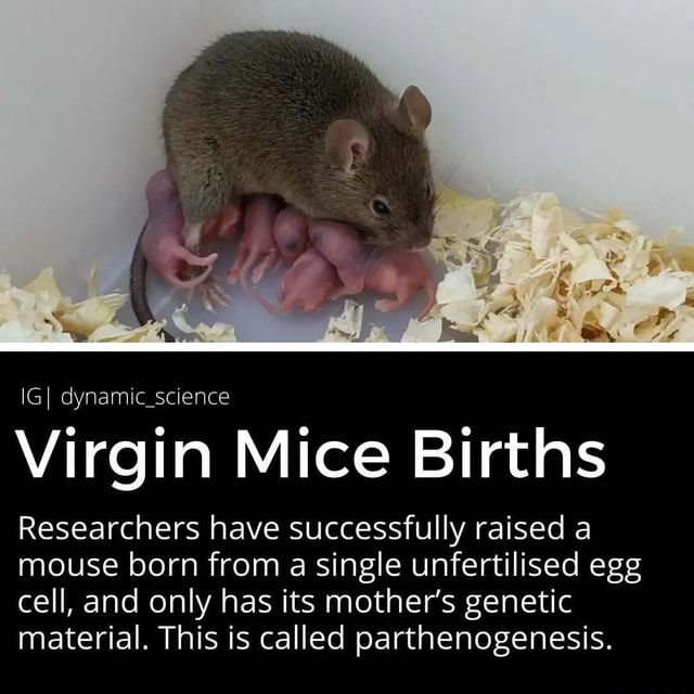 Virgin Mice Births Researchers have successfully raised a mouse born