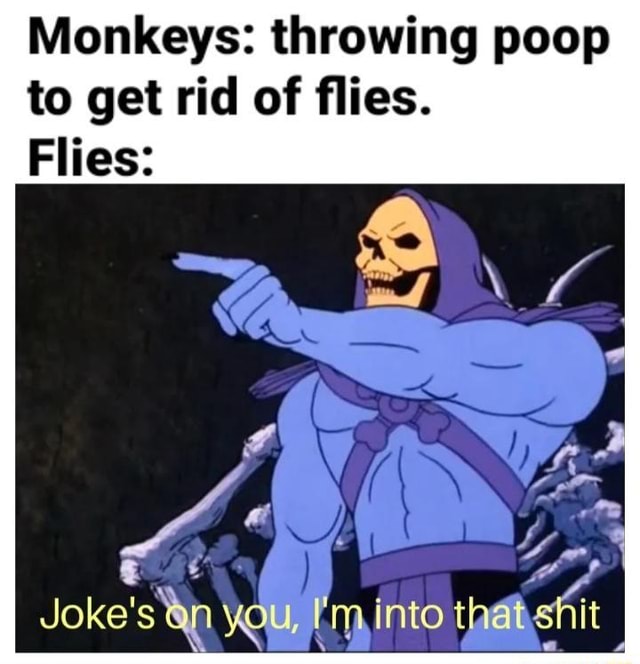 Monkeys throwing poop to get rid of flies. Flies iFunny