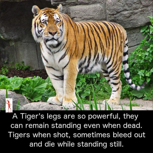 A Tiger's legs ar are so powerful, they can remain standing even when ...