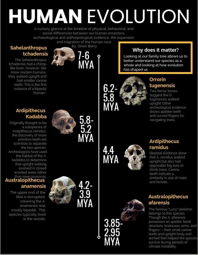 HUMAN A.ccursory glance at the EVOLUTION A.ccursory glance at ...