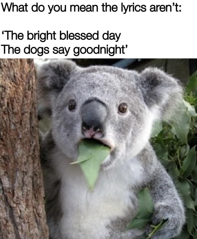 What Do You Mean The Lyrics Aren T The Bright Blessed Day The Dogs Say Goodnight Ifunny