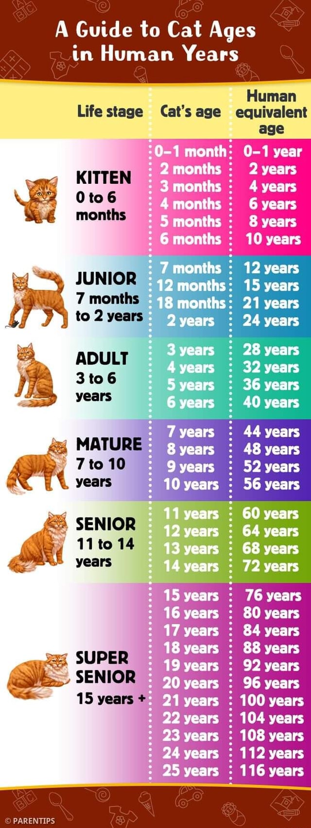 A Guide to Cat Ages in Human Years Human age Life stage Cat's age ...