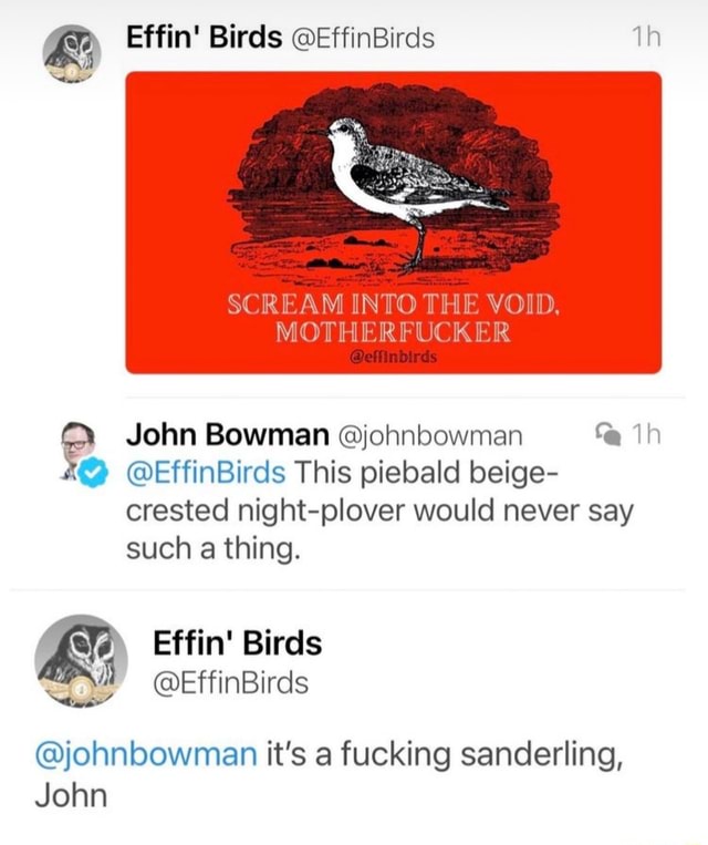 Effin Birds Effinbirds Scream Into The Void Motherfucker Effinbirds John Bowman Johnbowman 6454