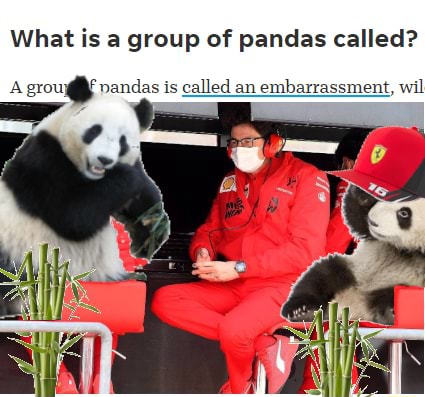 What Is A Group Of Pandas Called A Pandas Is Called An Embarrassment What Is A Group Of Pandas Called A Pandas Is Called An Embarrassment