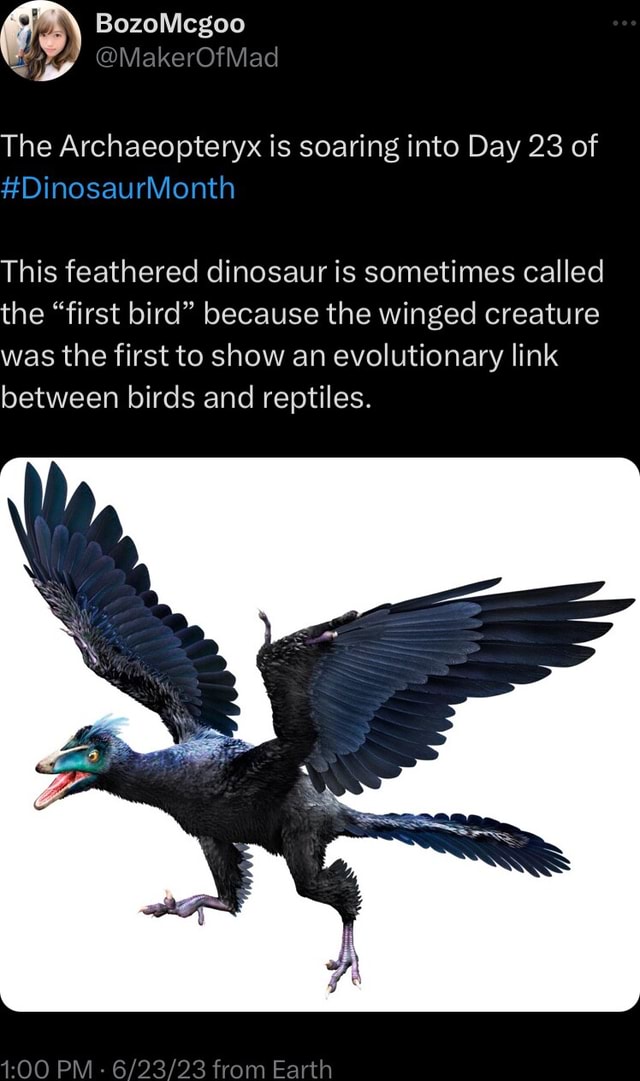 The Archaeopteryx is soaring into Day 23 of DinosaurMonth This
