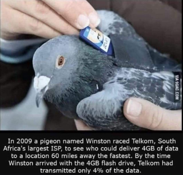 In 2009 a pigeon named Winston raced Telkom, South Africa's largest ISP ...