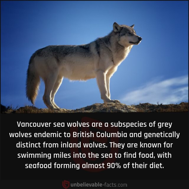N/A - by Vancouver sea wolves are a subspecies of grey wolves endemic ...