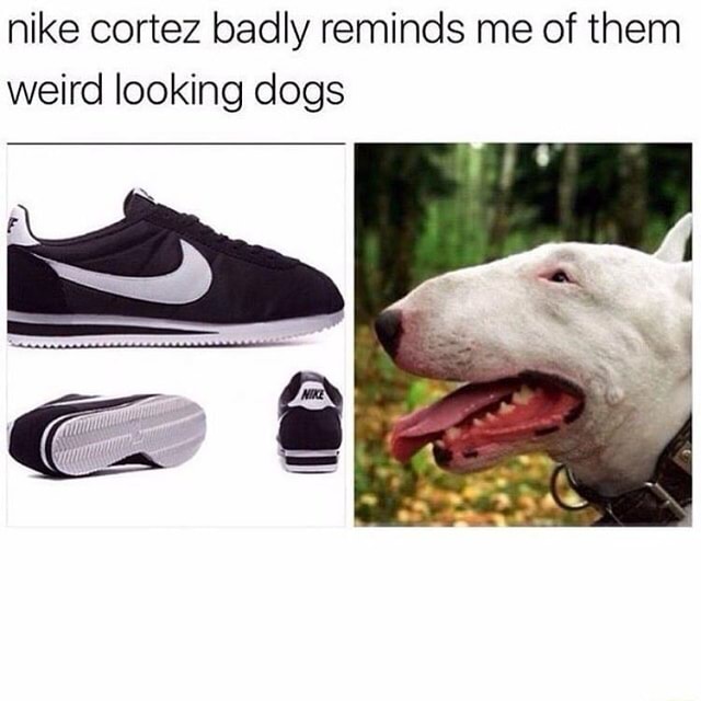 Dogs that shop look like cortez