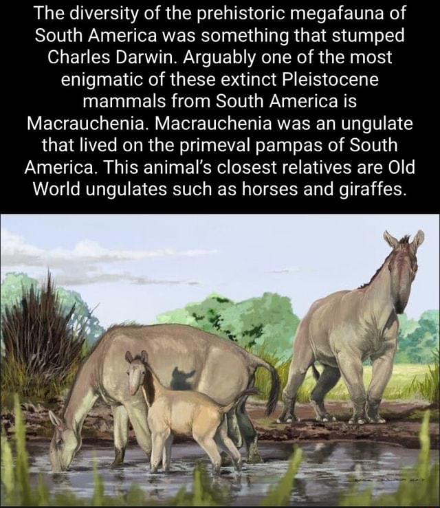 american megafauna