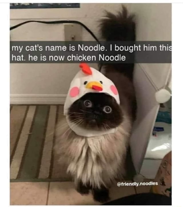 My cat's name is Noodle. I bought him this hat. he is now