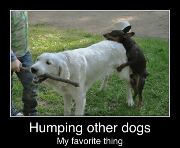 Humping other dogs My favorite thing - Humping other dogs My favorite