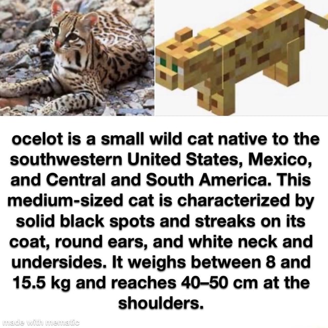 Ocelot is a small wild cat native to the southwestern United States