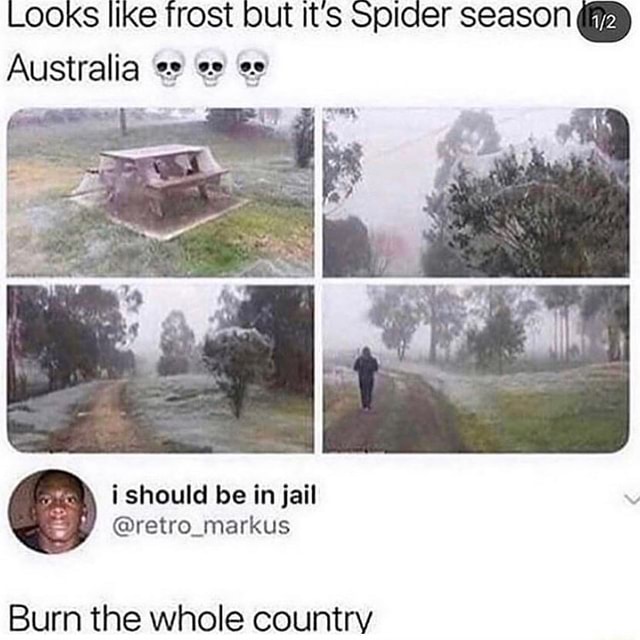 Spider season in Australia (found on r/NatureIsFuckingLit) : r/InclusiveOr