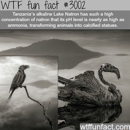 lake natron tanzania facts