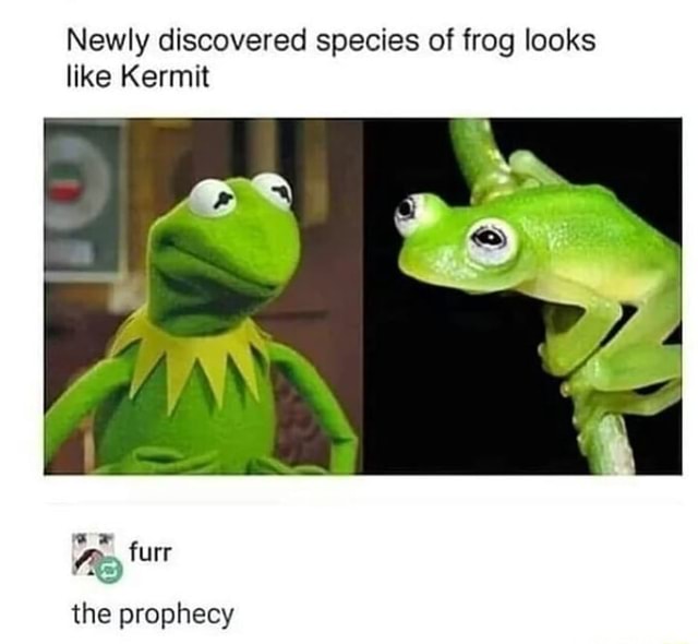 Newly discovered species of frog looks like Kermit iFunny