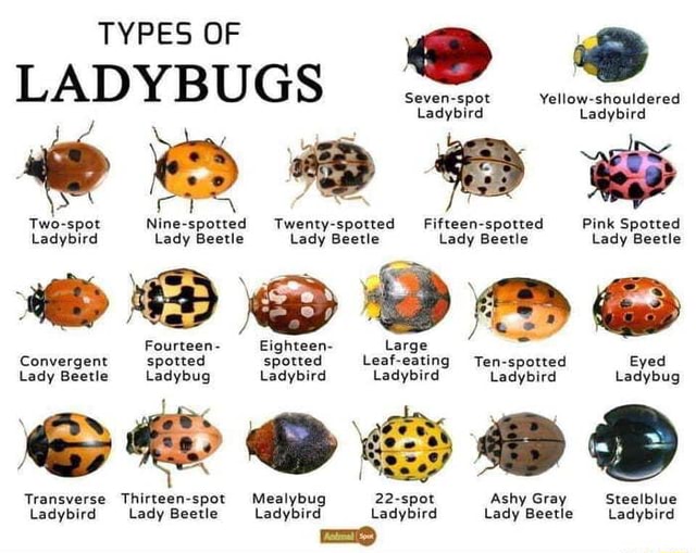 TYPES OF LADYBUGS Sevenspot Yellowshouldered Ladybird Ladybird Twospot Ninespotted Twenty