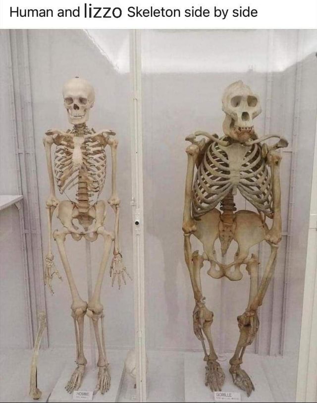 Human and liZZO Skeleton side by side - iFunny