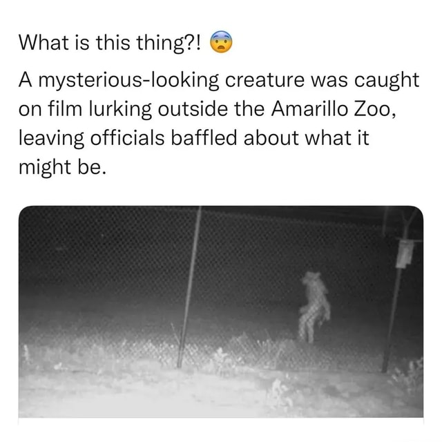 What Is This Thing?! A Mysterious-looking Creature Was Caught On Film ...