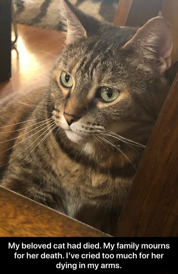 My beloved cat had died. My family mourns for her death. I've cried too