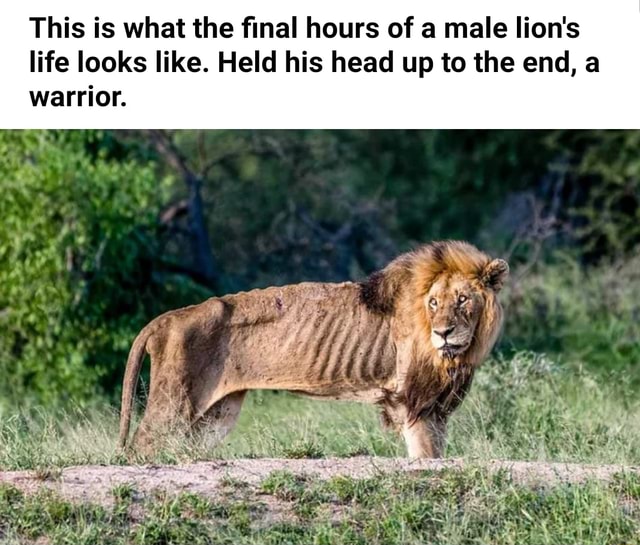 This is what the final hours of a male lion's life looks like. Held his ...
