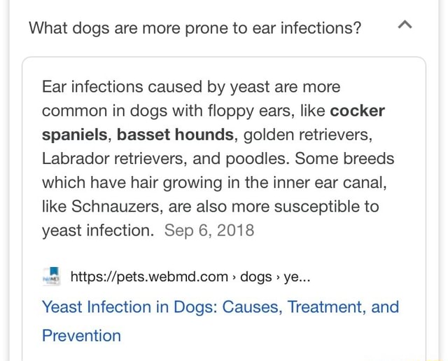 What Dogs Are More Prone To Ear Infections A Ear Infections Caused By