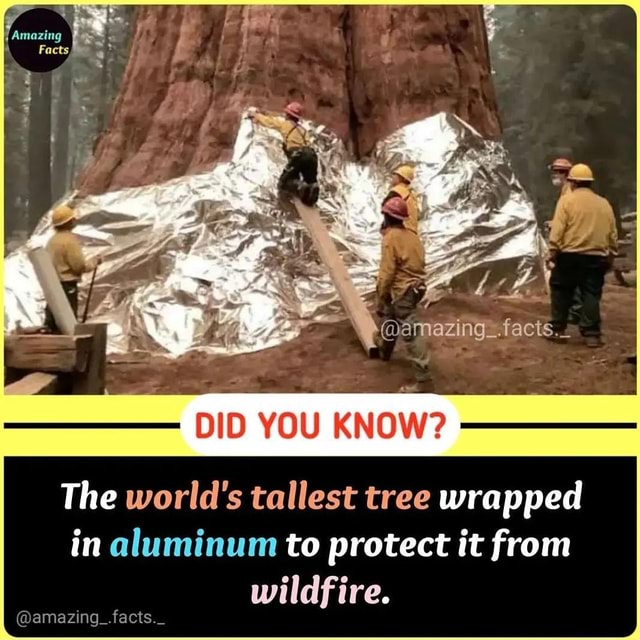 Amazing Facts DID YOU KNOW? The world's tallest tree wrapped in