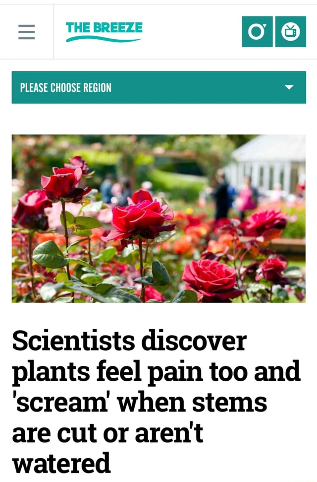  THEBREEZE PLEASE CHOOSE REGION Scientists discover plants feel pain