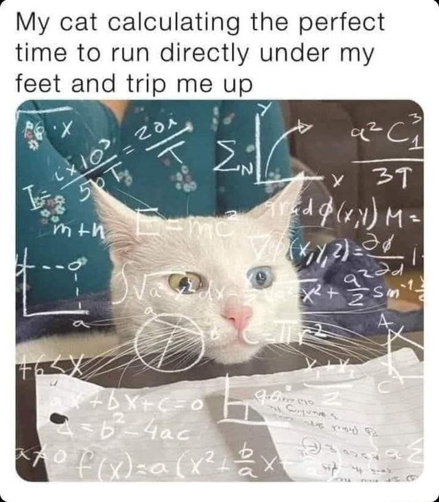 My cat calculating the perfect time to run directly under my feet and