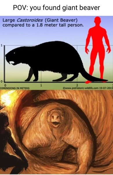 POV You Found Giant Beaver Large Castoroides Giant Beaver Compared 1 
