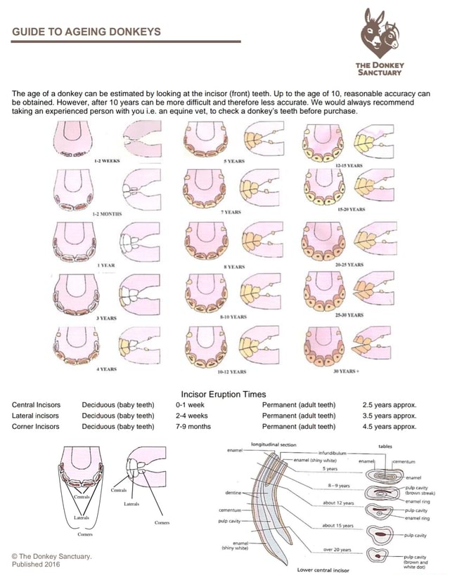 GUIDE TO AGEING DONKEYS THE DONKEY SANCTUARY The age of a donkey can be