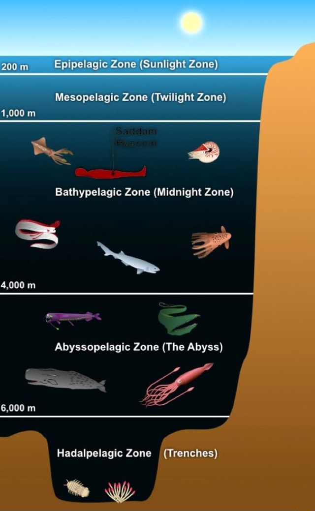 200 Epipelagic Zone (Sunlight Zone) Mlesopelagic Zone (Twilight Zone