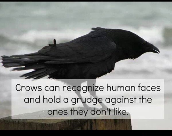 Crows Can Recognize Human Faces And Hold A Grudge Against The Ones They Don T Like