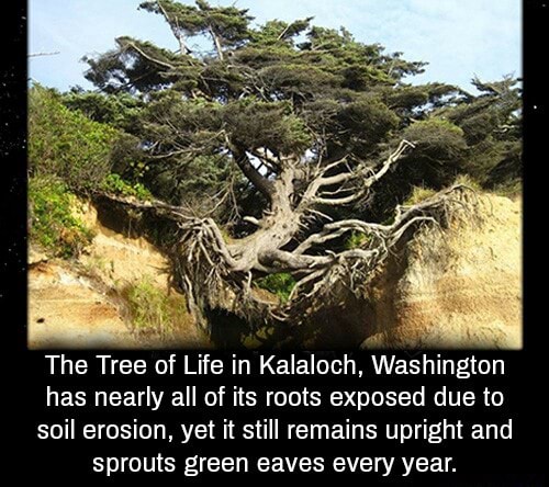 The Tree Of Life In Kalaloch Washington Has Nearly All Of Its Roots Exposed Due To Soil Erosion Yet It Stiil Remains Upright And Sprouts Green Eaves Every Year Ifunny