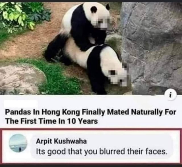 Pandas In Hong Kong Finally Mated Naturally For The First Time In 10 