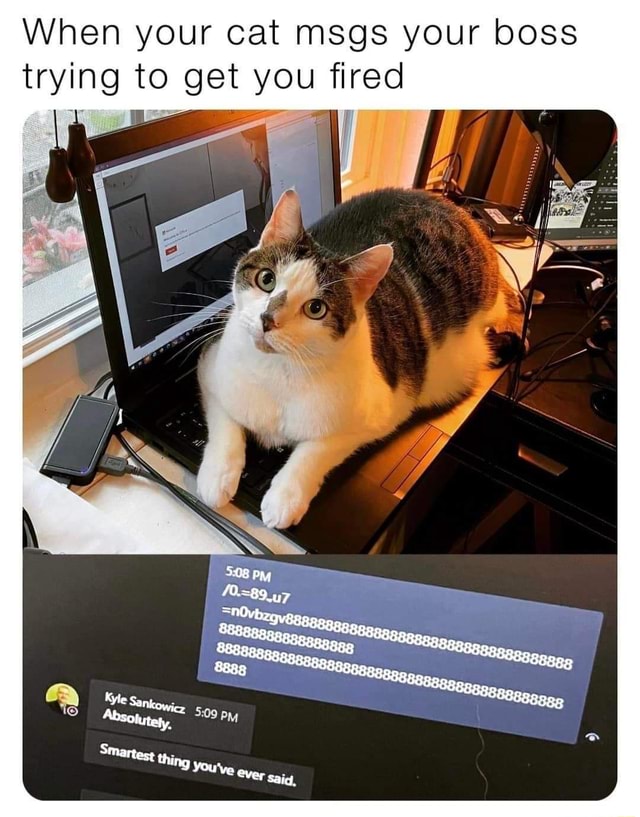 When your cat msgs your boss trying to get you fired hing You've iFunny