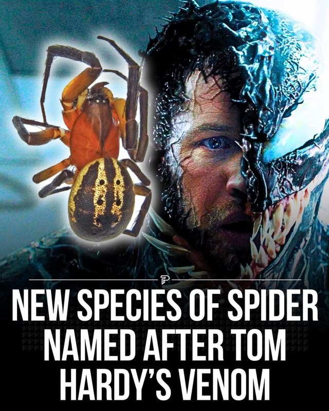 A New Australian Spider Resembling Tom Hardys Venom Has Been Named Venomius Tomhardyi By 