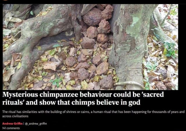Mysterious chimpanzee behaviour could be 