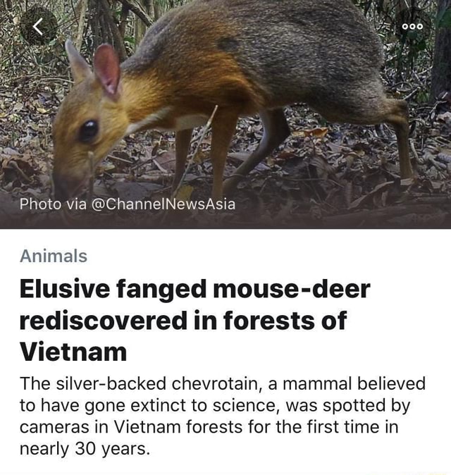 Animals Elusive Fanged Mouse-deer Rediscovered In Forests Of Vietnam ...