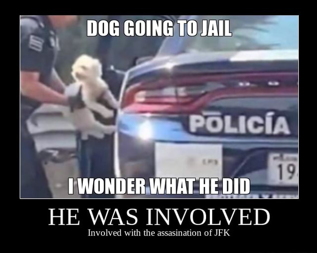DOG GOING TO JAIL WONDER WHAT HE DID HE WAS INVOLVED iFunny