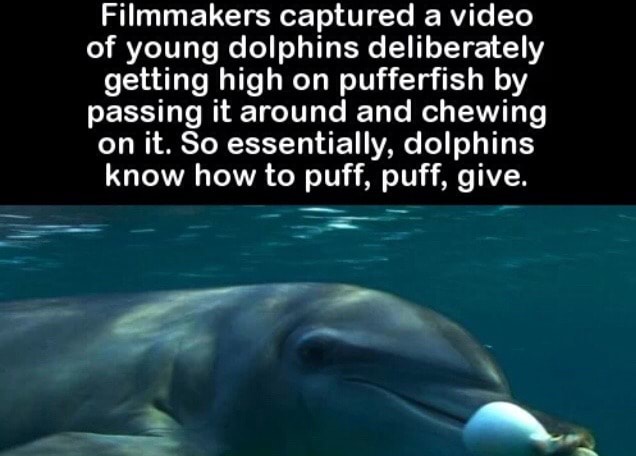 Filmmakers captured a video of young dolphins deliberately getting high ...