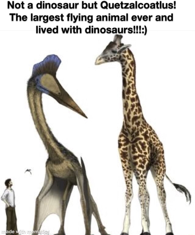 Not A Dinosaur But Quetzalcoatlus The Largest Flying Animal Ever And 
