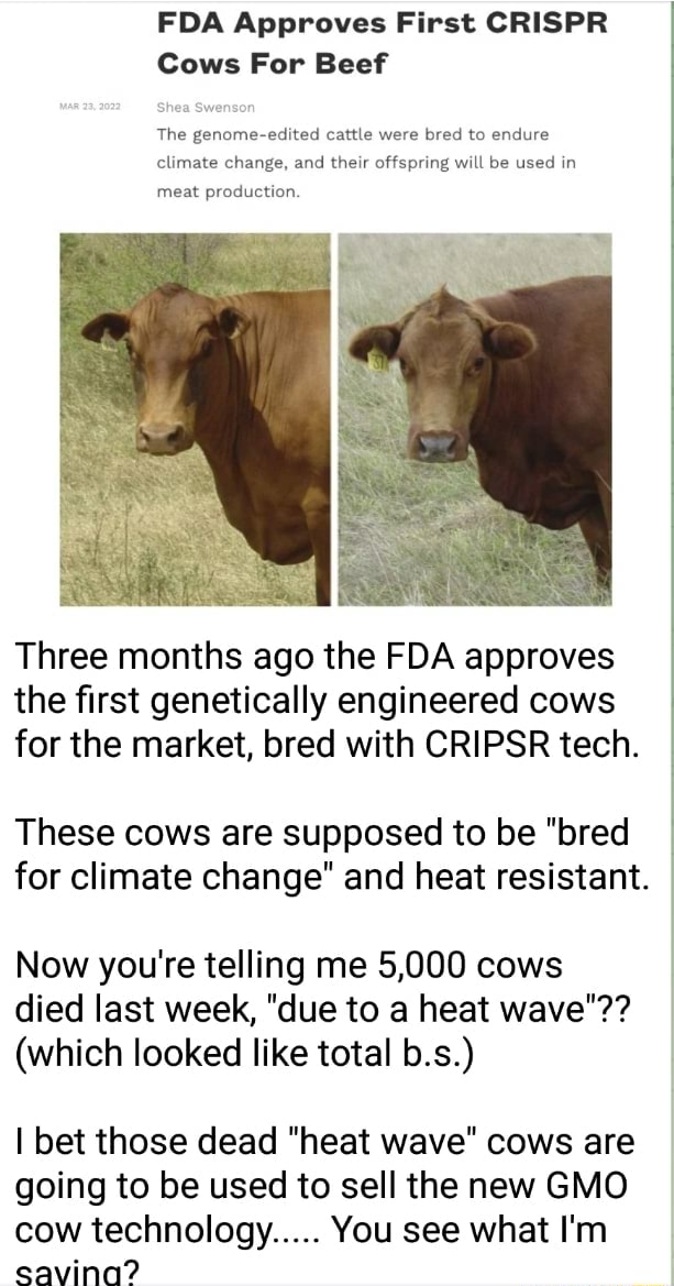 FDA Approves First CRISPR Cows For Beef The Genome-edited Cattle Were ...