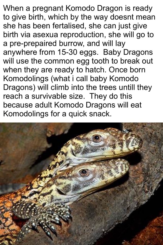 When a pregnant Komodo Dragon is ready to give birth, which by the way